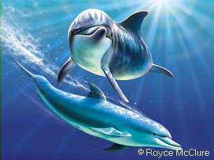 delfin 49.jpg